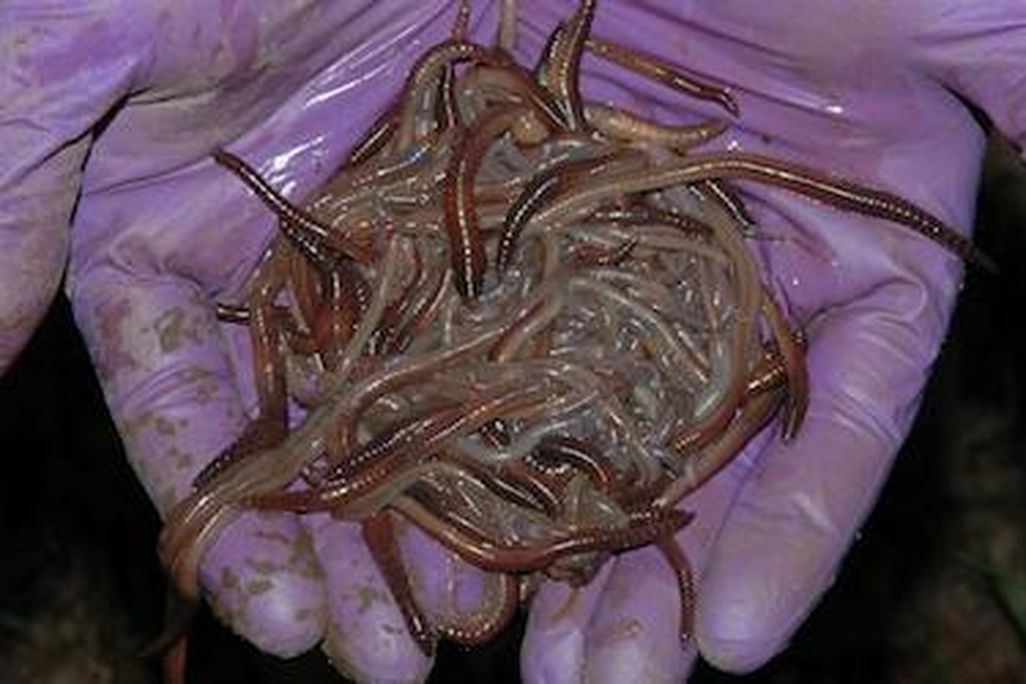 Earthworms