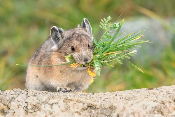 American Pika with flowers thumbnail