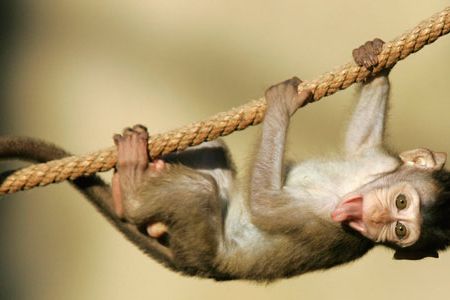 Long-tailed Macaque