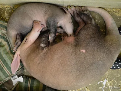 Ali the Aardvark gets cozy as baby Winsol nurses at the Cincinnati Zoo. Ali is one of hundreds of animals whose milk samples are sent to the Smithsonian National Zoo’s milk repository for scientific research. 