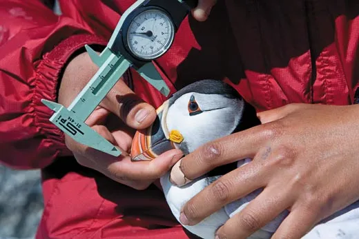 Puffins Are Making a Comeback in Maine, Smart News