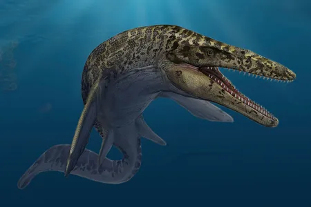 Exceeding 50 feet in length, Mosasaurus hoffmannii was among the largest mosasaurs.