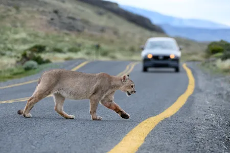 Mountain lions change how deer behave, potentially preventing deadly deer-vehicle accidents.