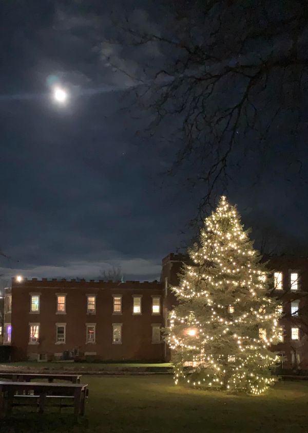 A lone tree in the moonlight thumbnail