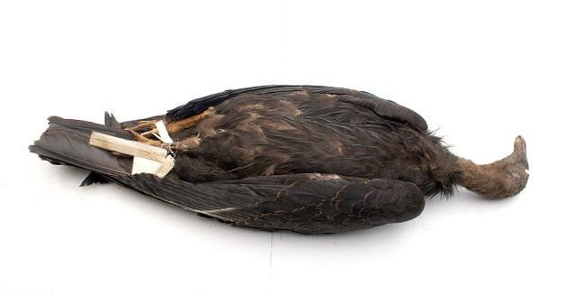 A taxidermied bird laying on a white backdrop.