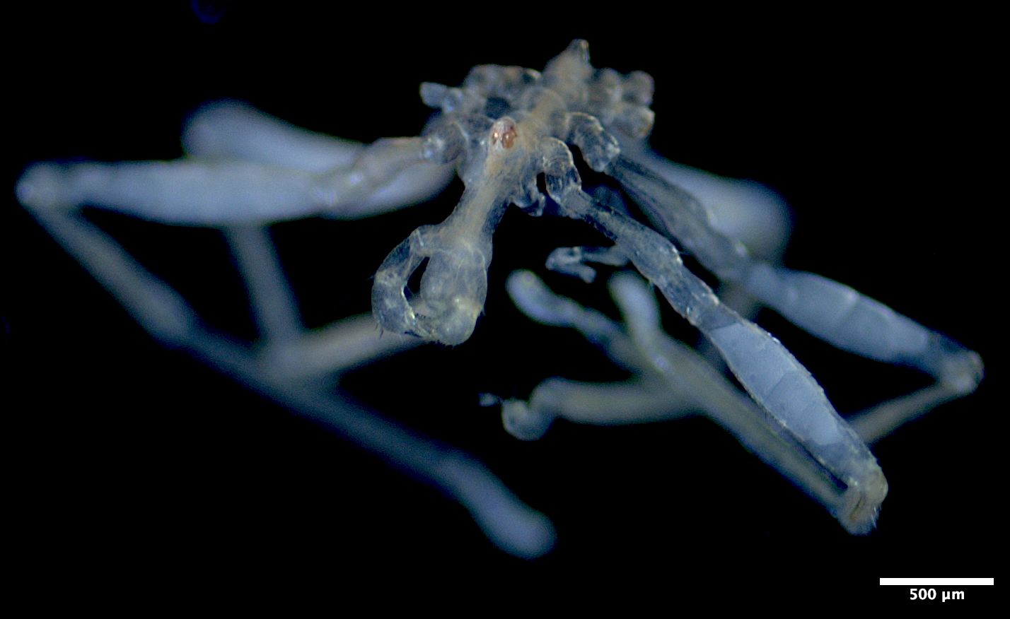 Scientists Discover Two New Species of Sea Spider in the Pacific Northwest—and They Look Like They Came Straight Out of a Horror Movie
