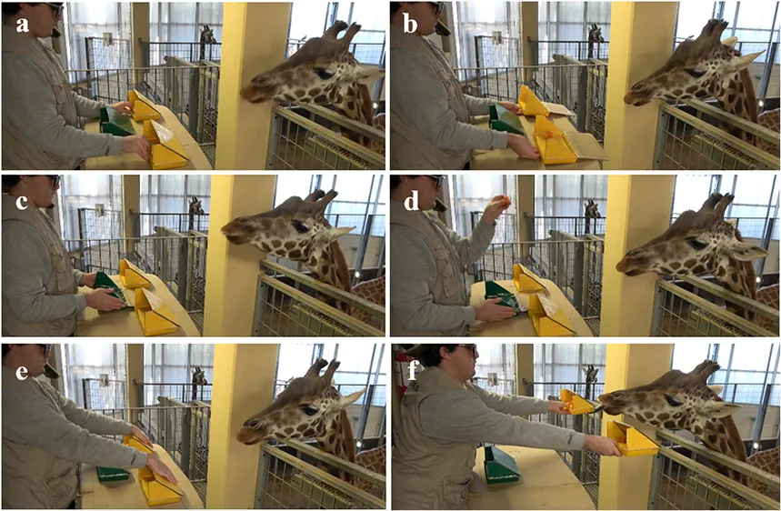 Six panes showing a giraffe selecting boxes full of carrots