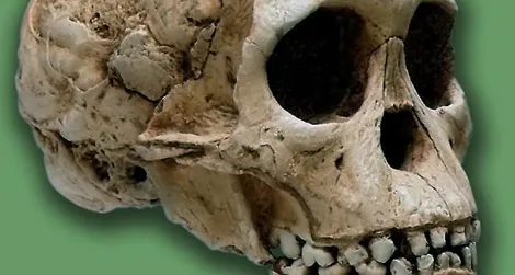 The Taung Child was killed by an eagle about three million years ago.
