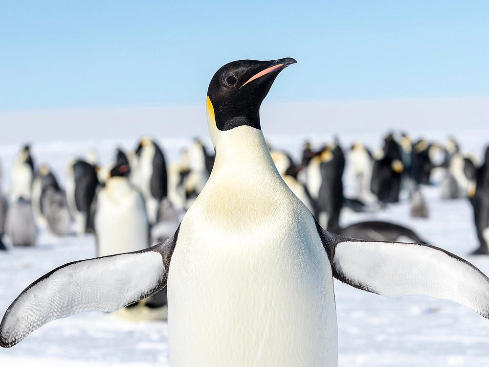 emperor penguin habitat pictures