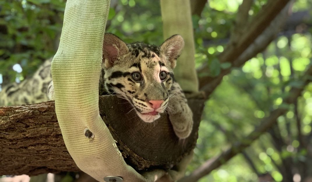 Clouded leopard cub Paitoon rests on a platform made of a split log suspended from a tree with a piece of recycled fire hose