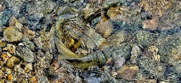 October caddis and Kelly creek Cuttthroat thumbnail