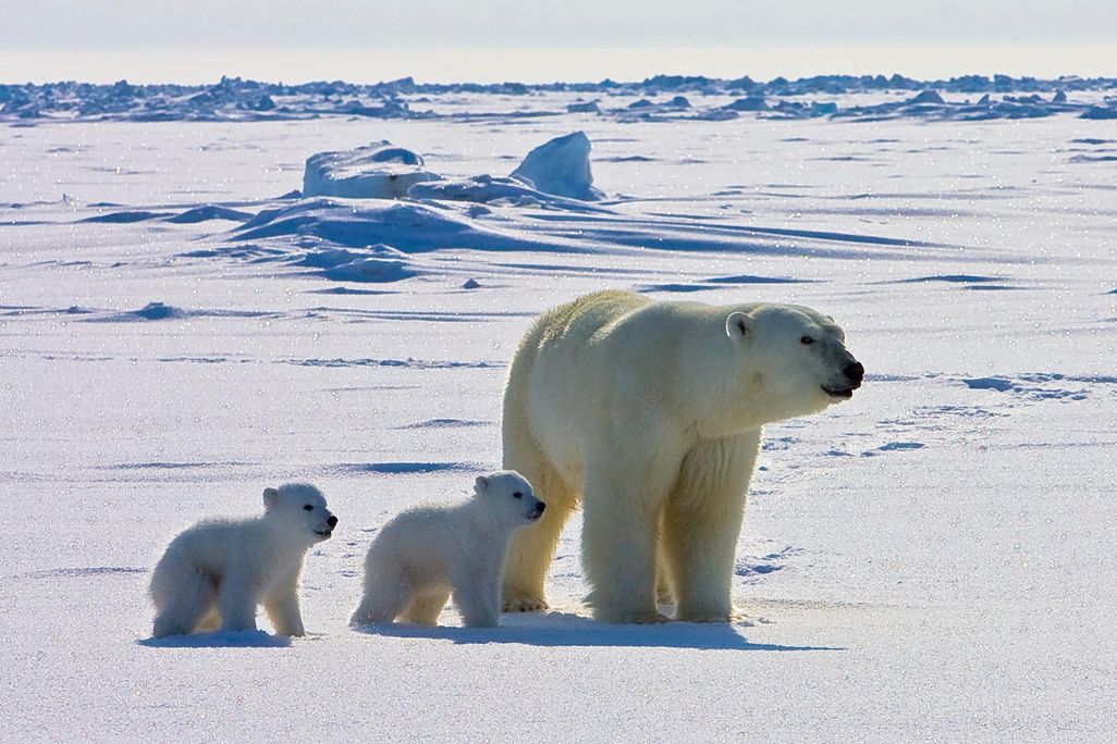 Mother polar bear with two cubs