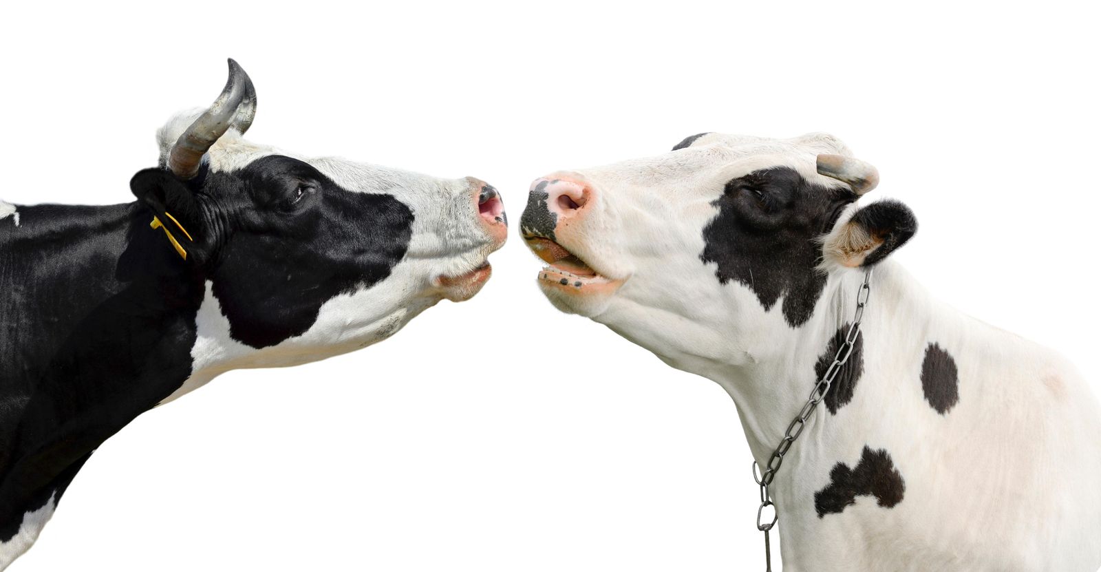 Cows Can Swipe Right for Love on This New Dating App | Smart News|  Smithsonian Magazine