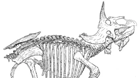 A line-drawing of the Triceratops known as "Raymond."