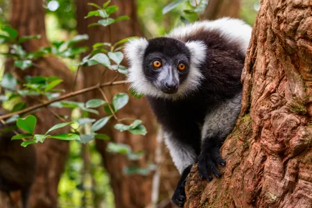 A black and white ruffed lemur in Madagascar's Vakona Forest Reserve. Worldwide, primates are particularly prone to overhunting, according to the first global assessment of bush meat hunting trends. 