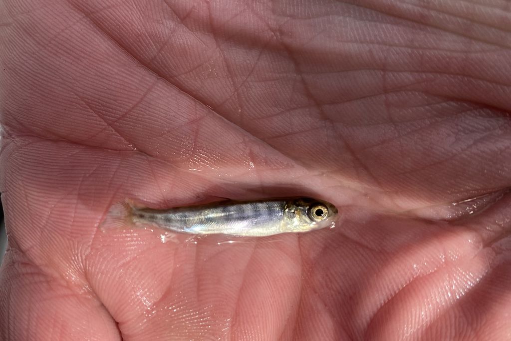 Small fish in the palm of a person's hand