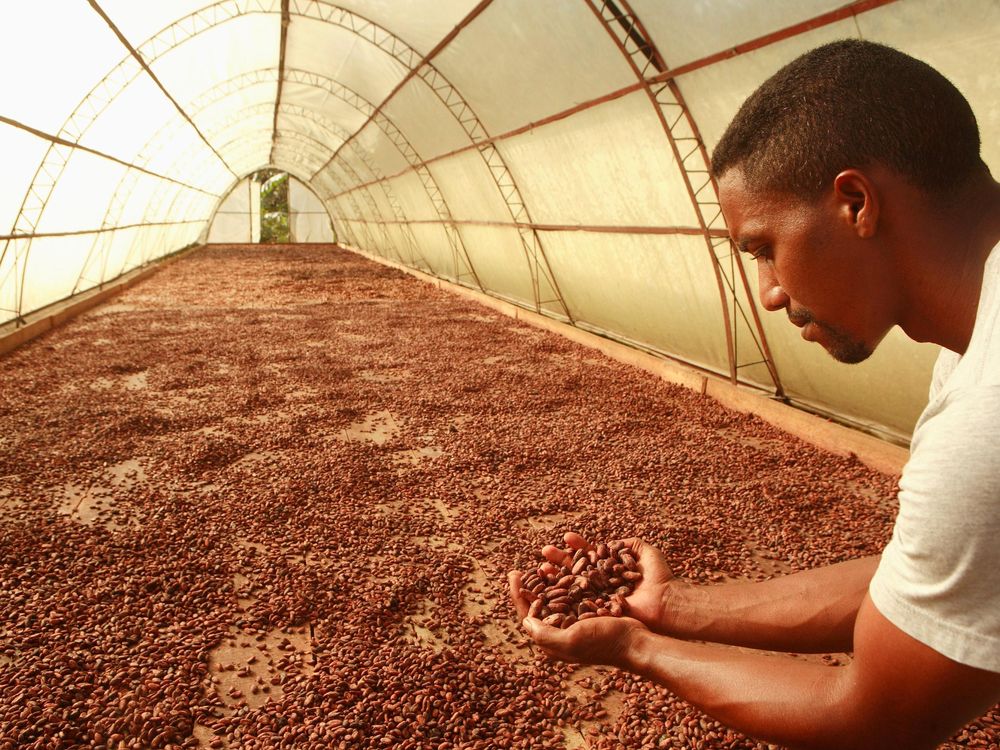 Cacao