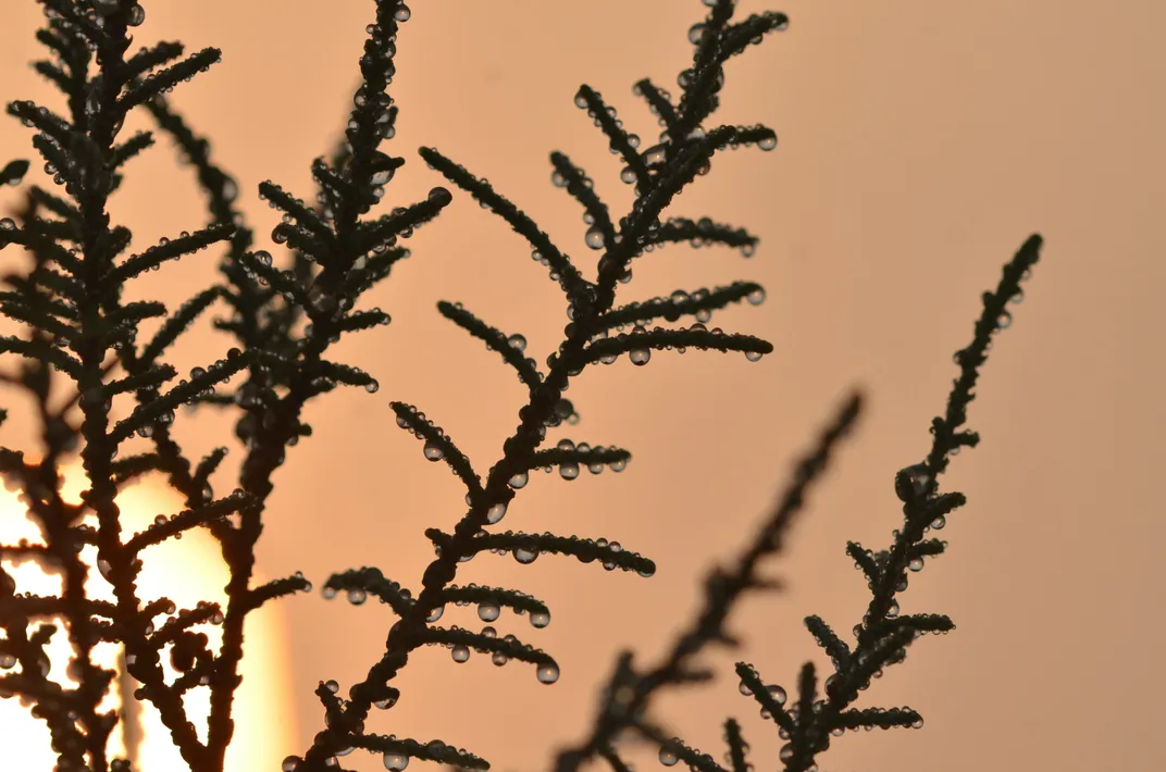 spindly leaves of an athel tamarisk plant with drops of water against an orange sky