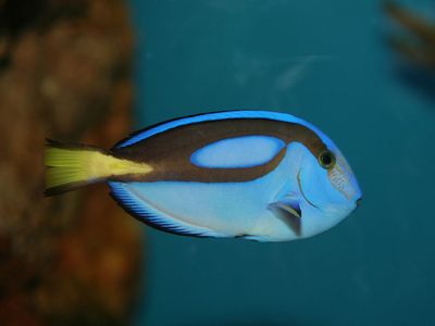 The Pacific blue tang is the inspiration for the hero of PIxar's upcoming movie, "Finding Dory."