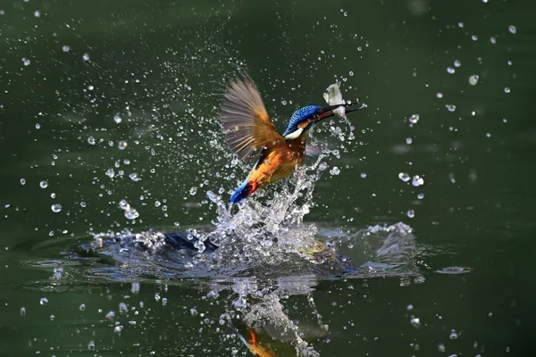 Fish harvest thumbnail