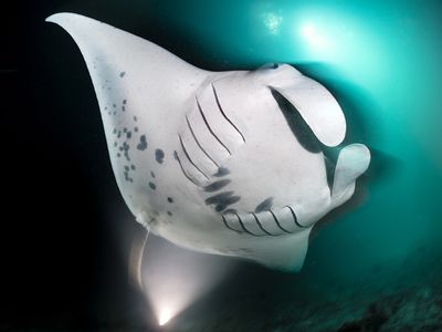 Reef Manta