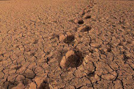 Footprints and dung are often the only evidence of their route.