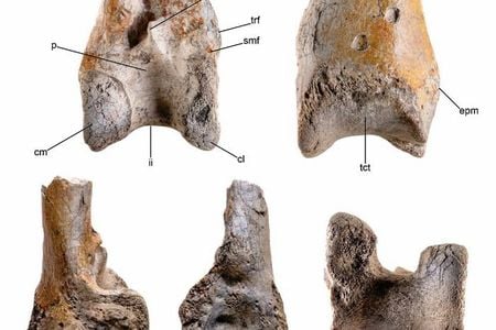 This fragment of a terror bird&rsquo;s left tibiotarsus, a lower leg bone in birds equivalent to that of a human tibia or shin bone, dates to around 12 million years ago during the Miocene epoch.