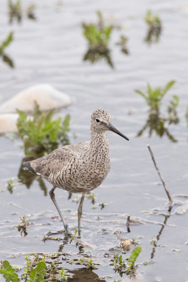 Willet Searches for a Snack thumbnail