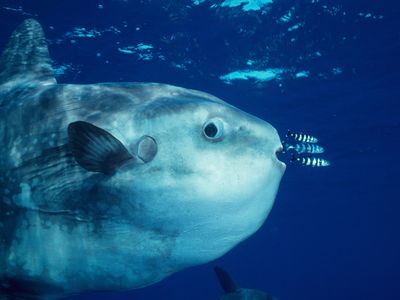 An ocean sunfish hangs out with pilotfishes 