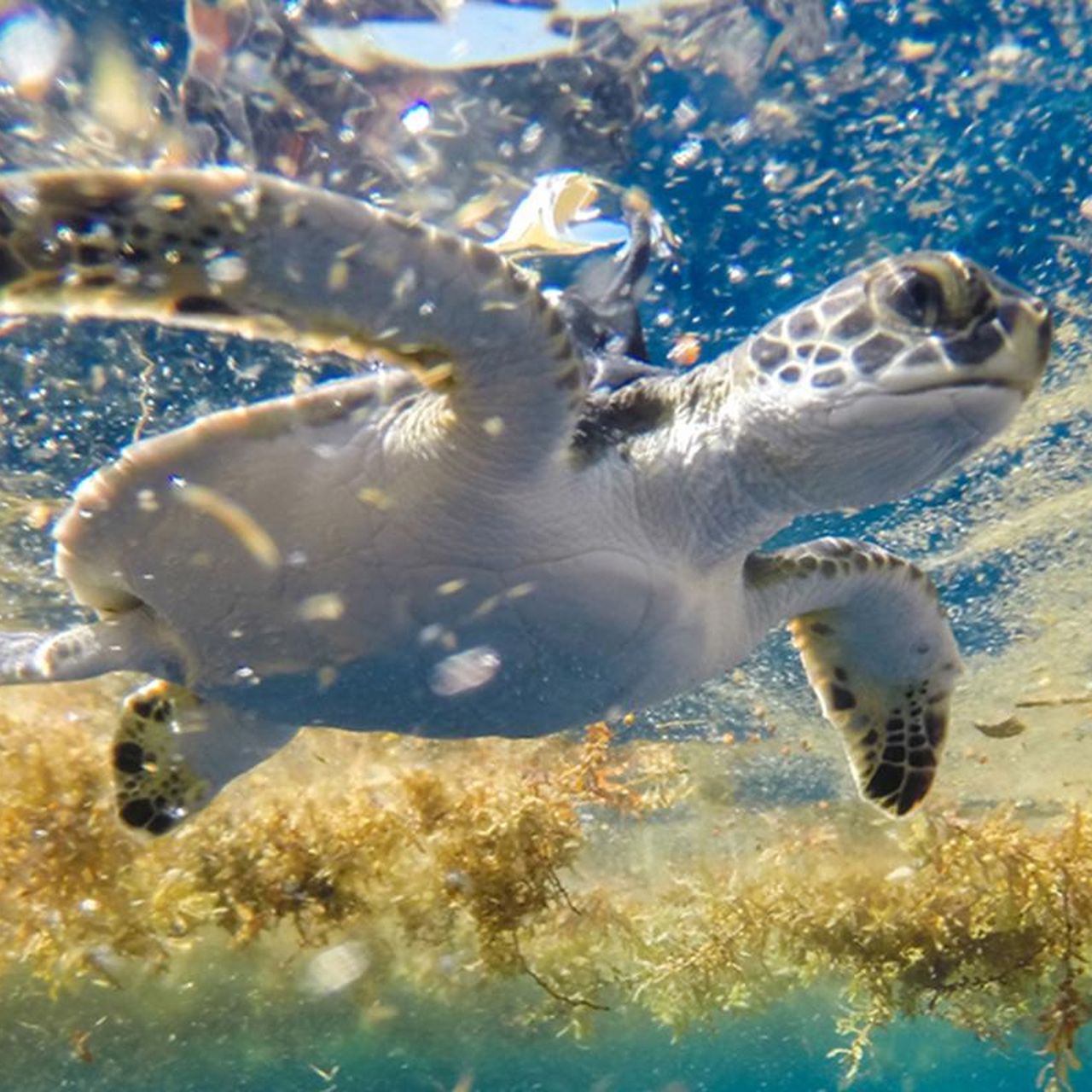 Baby Sea Turtles Spend 'Lost Years' in Sargasso Sea, image size:1280x1280