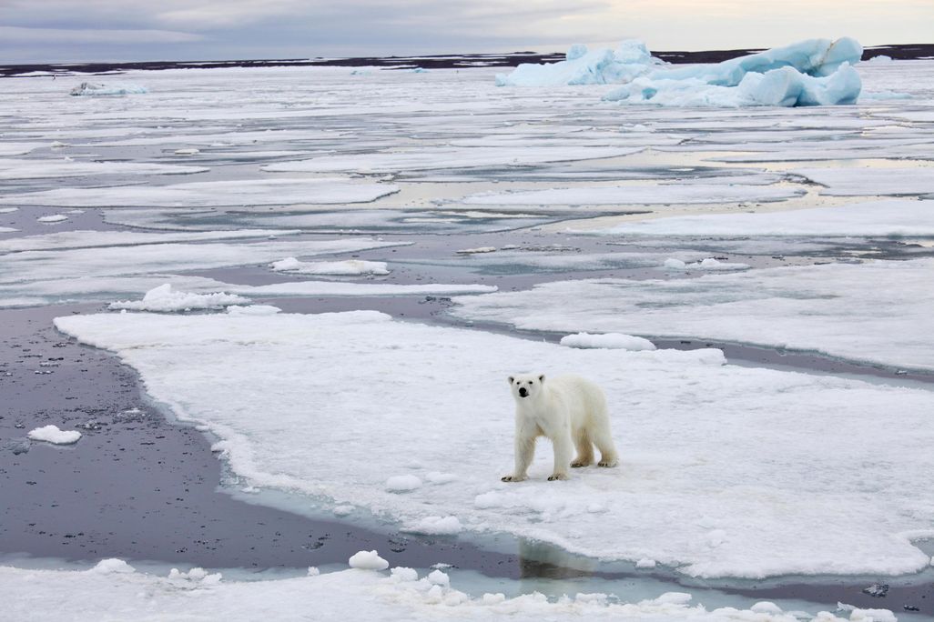Polar Bear