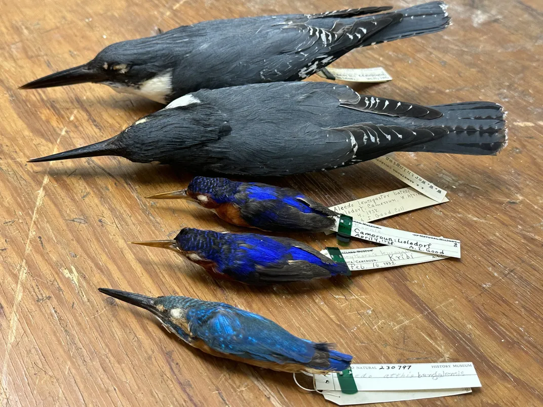 Line of dead birds on a table