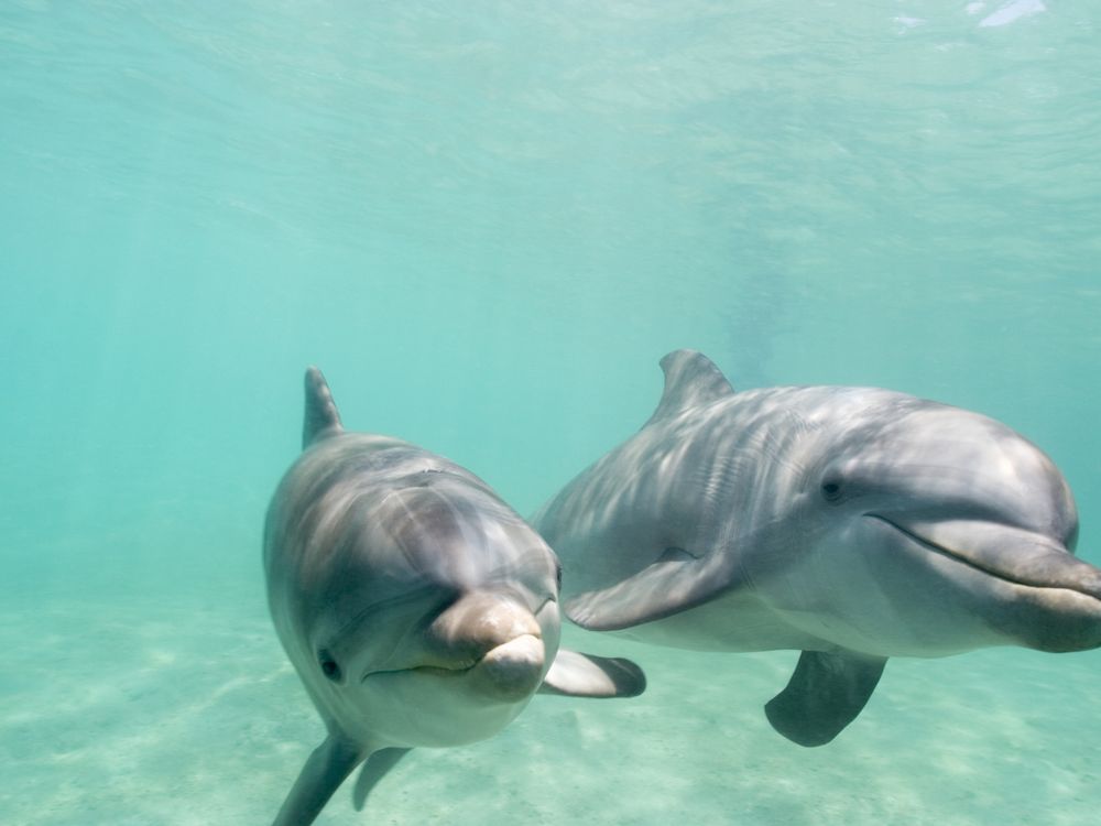 Two bottlenose dolphins swimming underwater toward the camera