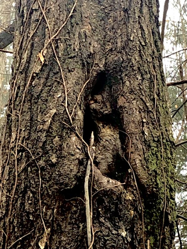 Baby Dragon in a Tree thumbnail