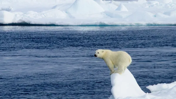 The perched cub thumbnail