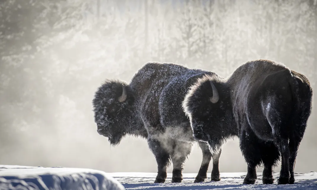 Bison breathing clouds of steam in a cold Yellowstone winter