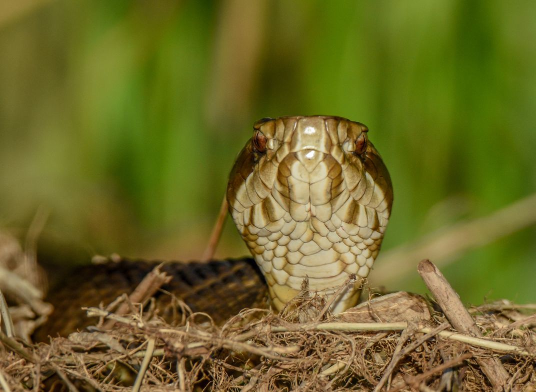 Water Moccasin at Okefenokee Wildlife Refuge Smithsonian Photo