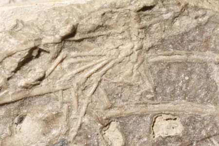 The small mammal&#39;s foot in the fossil of the microraptor.