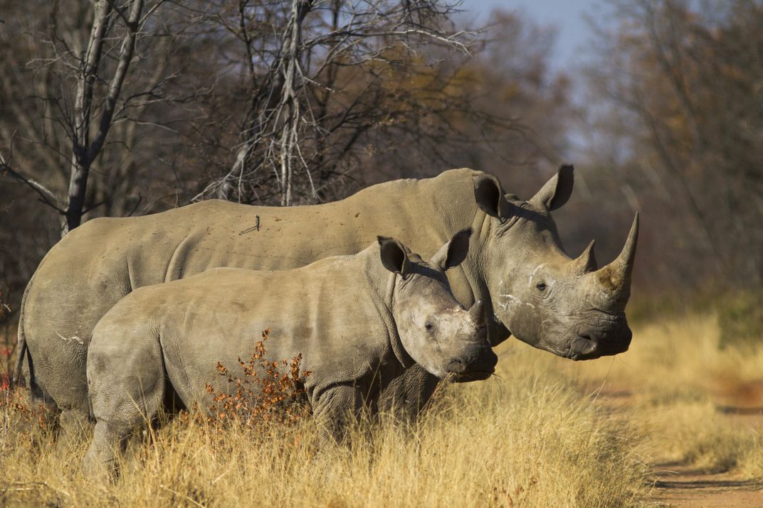 The true value of a rhino horn | Smithsonian Photo Contest ...