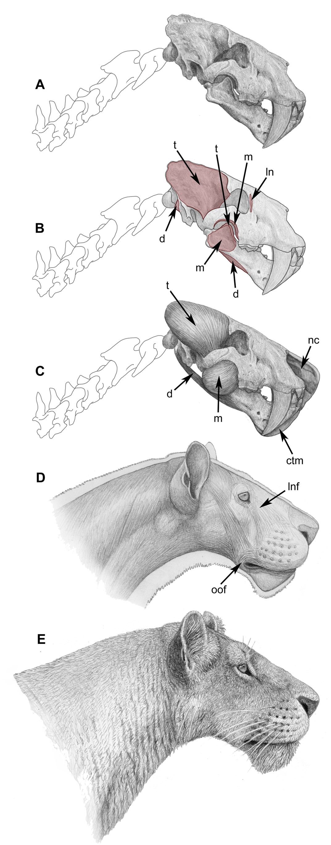 Illustration of saber-tooth cat