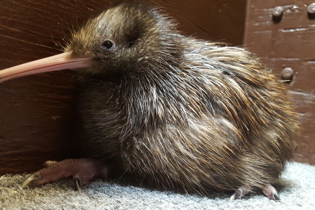 kiwi-chick-20170803_03.jpg