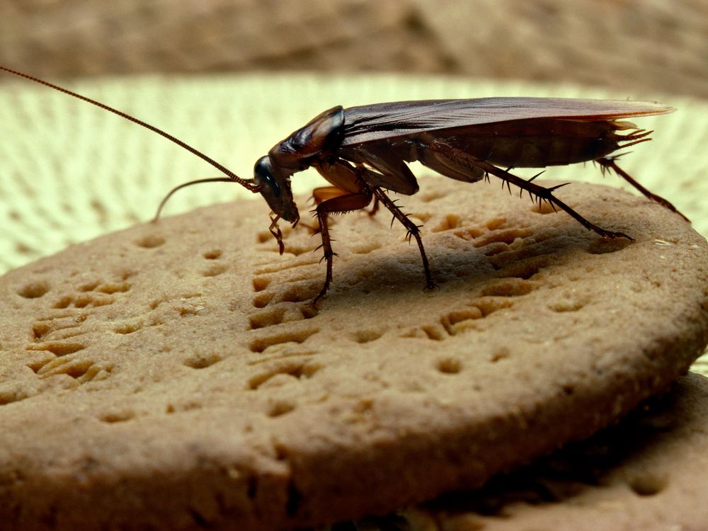 Roach and Cookie