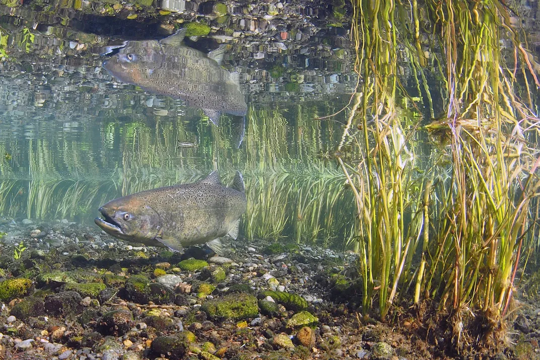 a salmon underwater with grasses