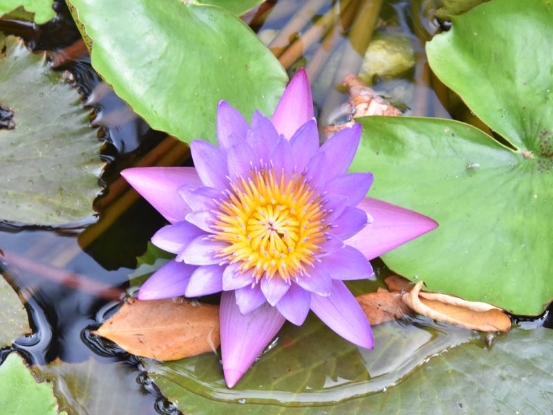 Lily blooms in spring. Smithsonian Photo Contest Smithsonian Magazine