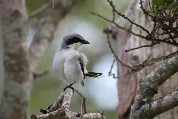 American shrike thumbnail