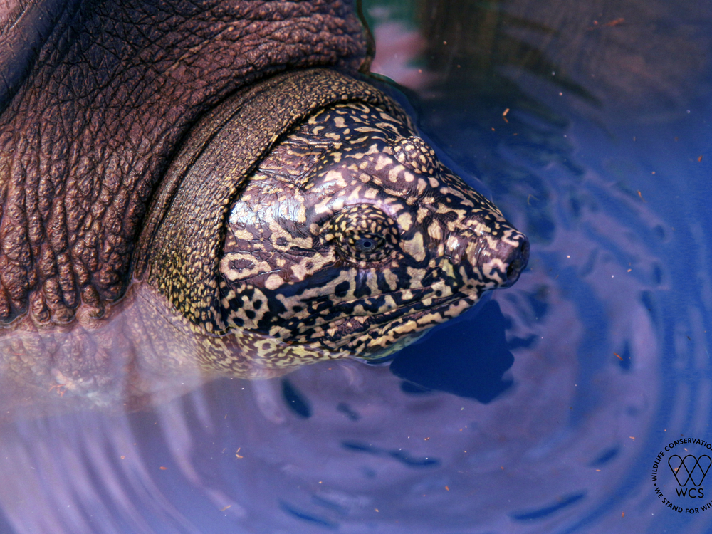 A close-up photo of the turtle. Its head is cone-shaped and is dark brown with yellow spots all over. 