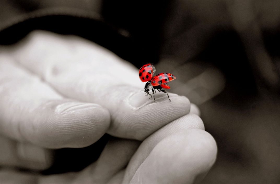 Ladybug ready to take flight. | Smithsonian Photo Contest | Smithsonian ...