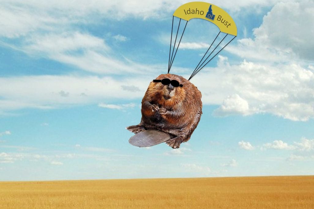 Parachuting beaver.jpg
