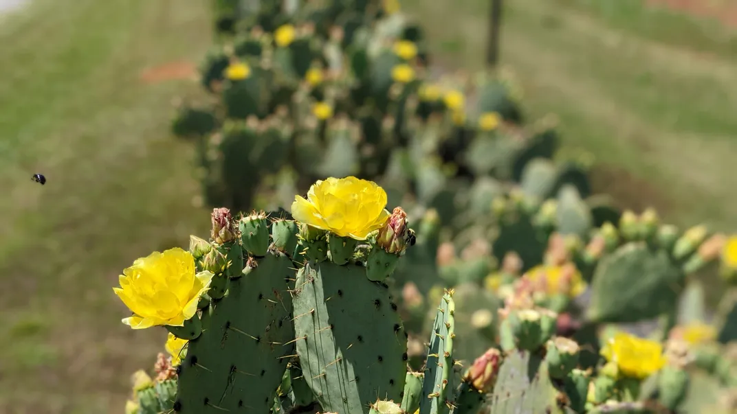 Is There a Market for Edible Cactus in the United States?, Innovation