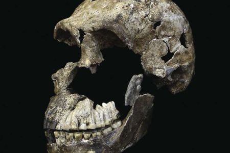The skull of Neo, one of the bodies found in the Lesedi Chamber